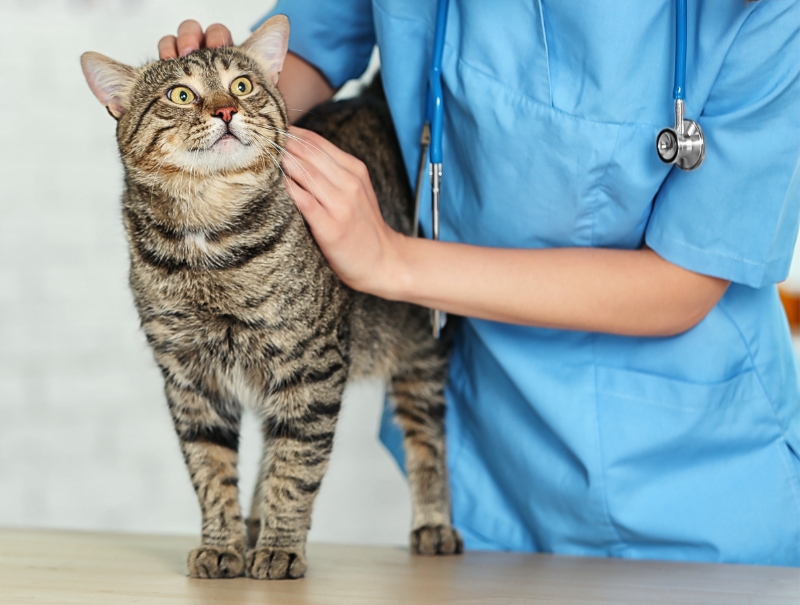 Veterinary Jobs in Snohomish