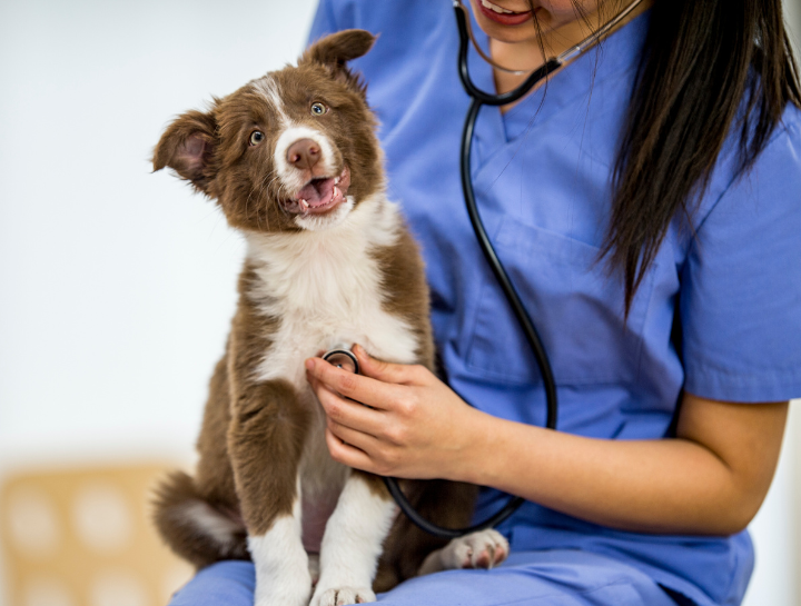 AAHA Accredited Veterinarian